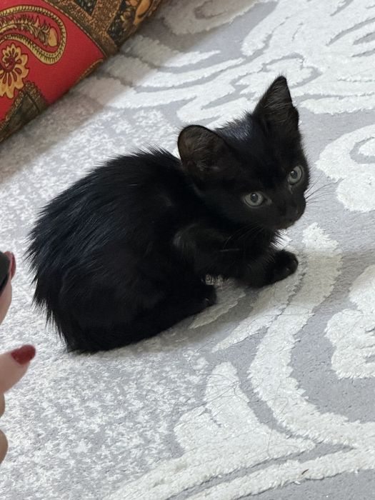 котенокк мальчик
