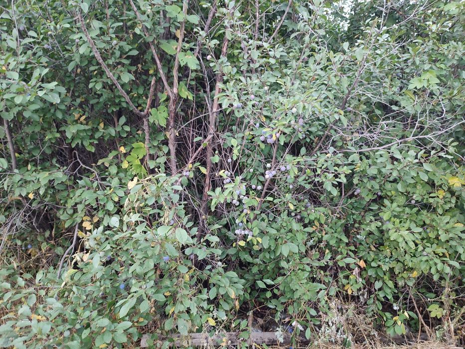 Продам дачу р-н кск 4 сотки