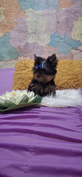 Йоркширски териер.Йорки