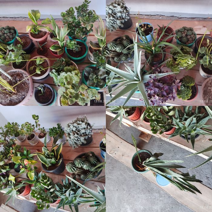 Продам домашние цветы