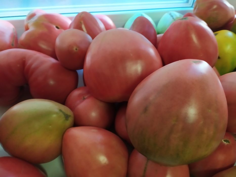 Продам помидоры сладкие, крупные, мясистые