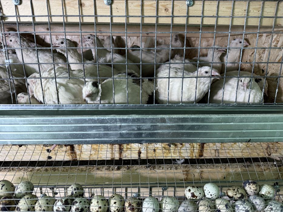 Beliy gigant bedana tuxumlari