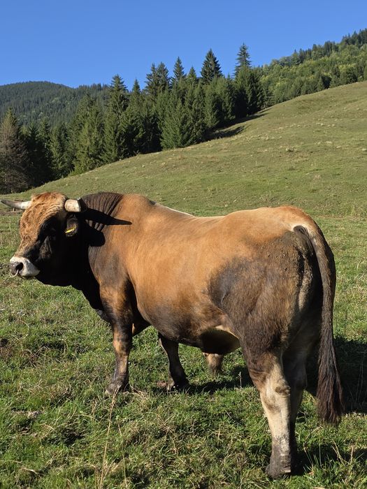 Vând taur Aubrac pentru montă