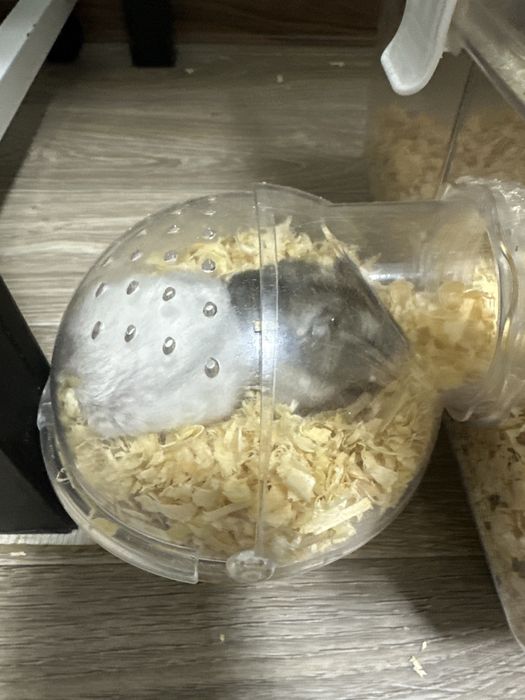 Грызуны Хомяк сатылады