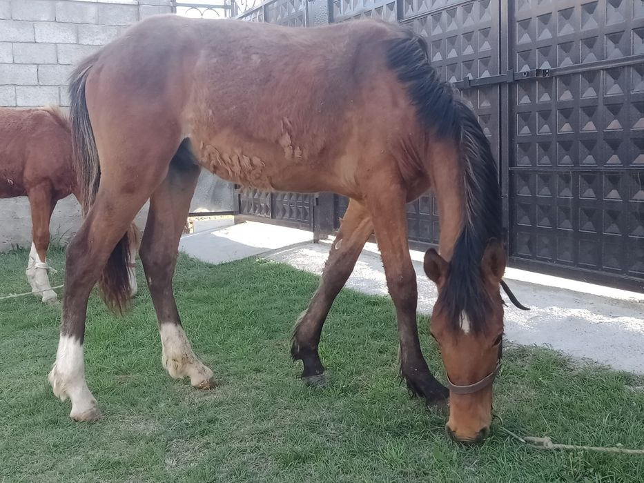 Жуас жақсы Еркек тай сатылады!