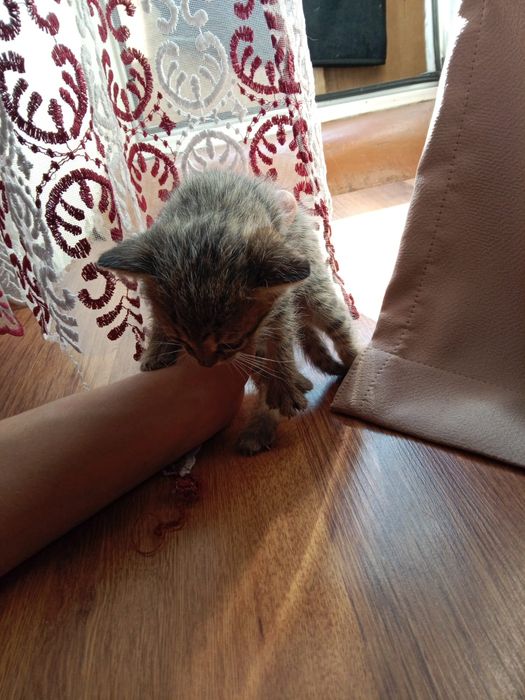 Котята маленькие