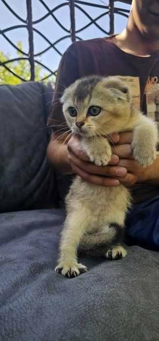 Продаю Котят шиншилла страйк мальчик фолд девочка