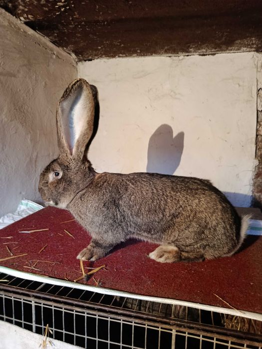 Pui iepuri urias german