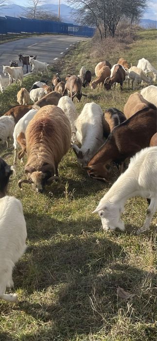 Vand oi si capre diferite rase