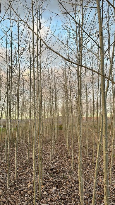 Mestecan,tei Carpan etc