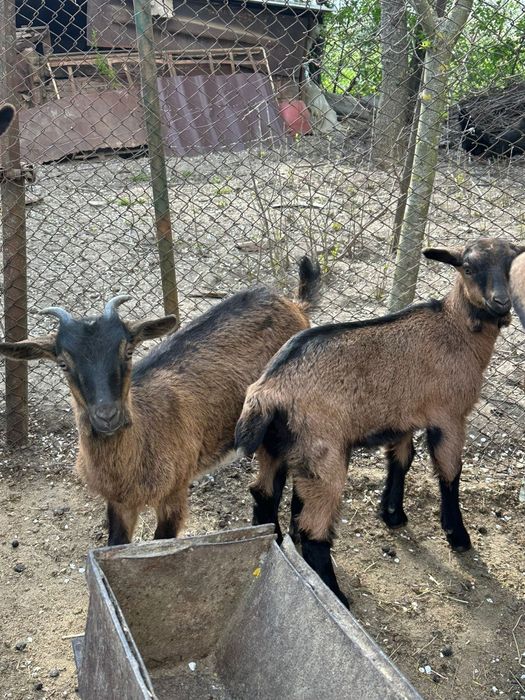 Iedite Alpine Franceze