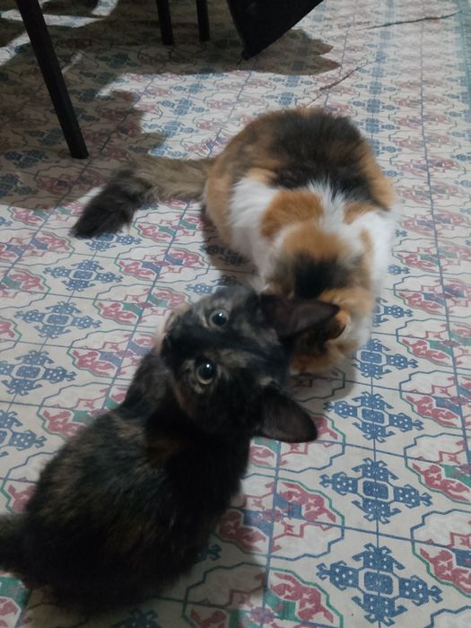 Кошка ,девочка отдам