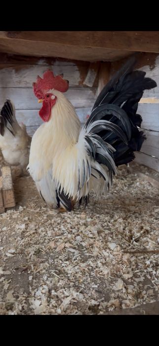 Vand oua de chabo si motata olandeza, cochichina pitic