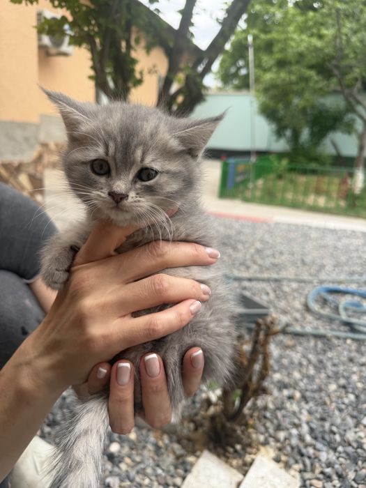 Котята Страйты породистые