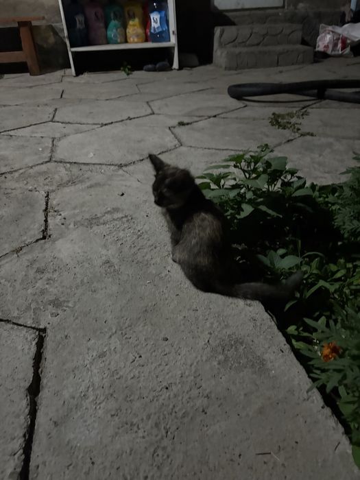 Котята маленькие