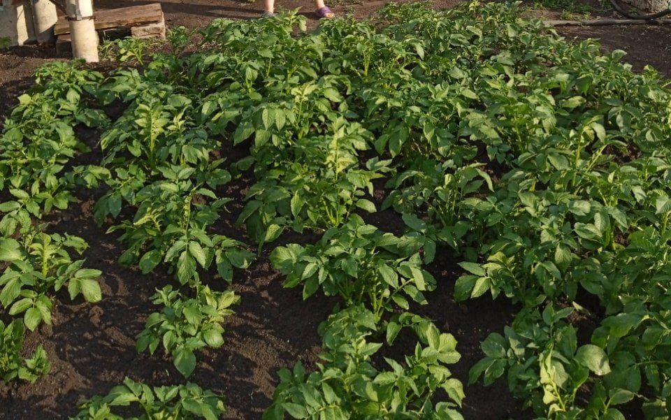 Продам дачу,19 маршрут