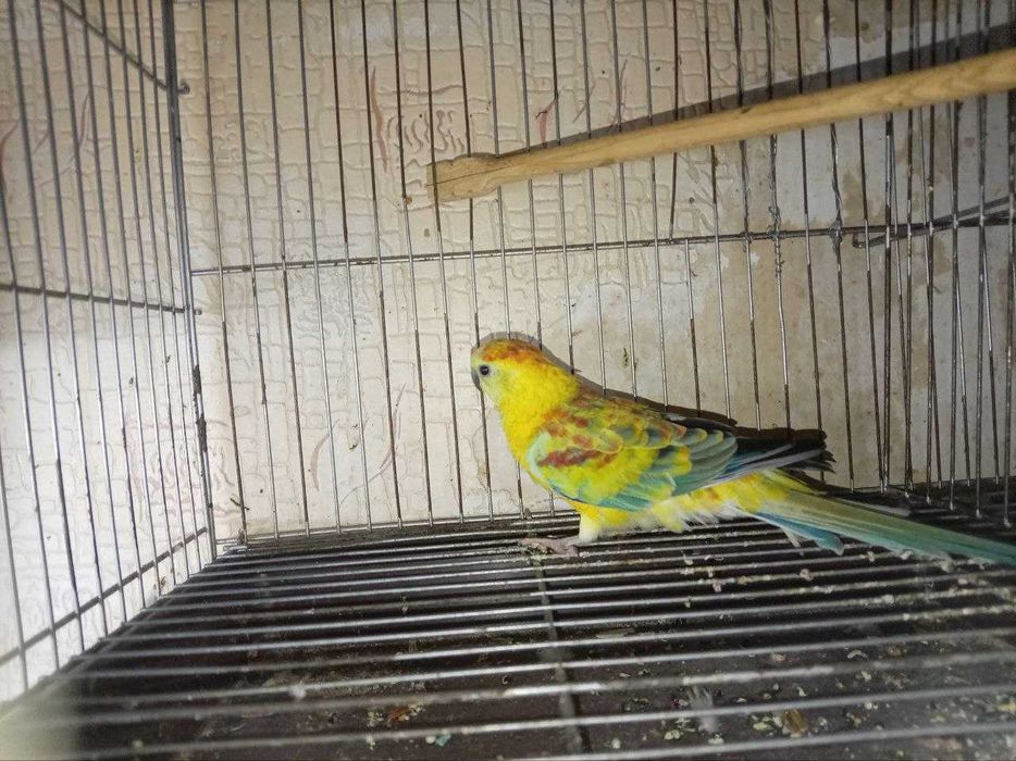 ПЕВЧИЙ. Попугай певчий