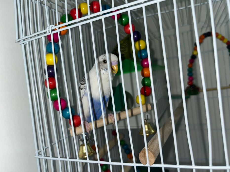 Продам волнистого попугая