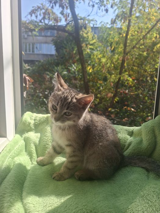 Отдам котёнка в хорошие руки