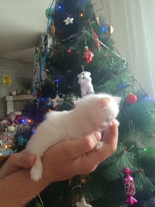 Пристроим девочку красавицу!