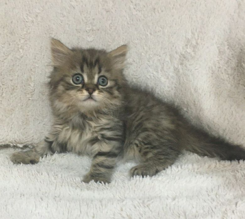 Малыш с шелковой шубкой