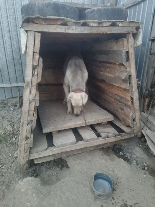 Тазы шаталас тегін