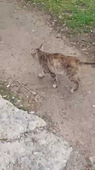 Появилась кошка. Чья?