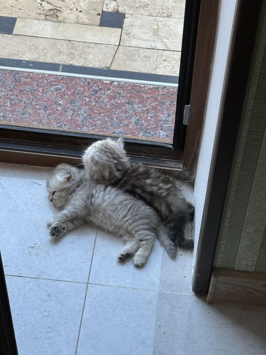 породистые котенки