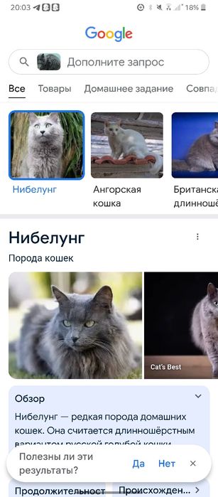 нибуленг кошка парень