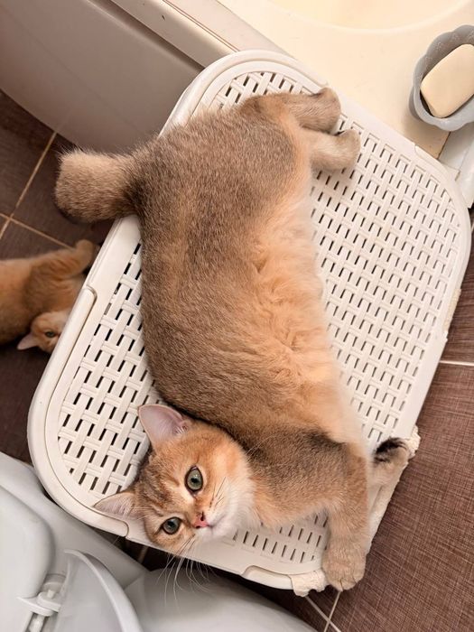 Чистокровное Краткосчерстные британские кошки котята.