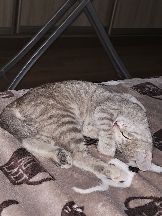 Котенок Бенгал мальчик продам