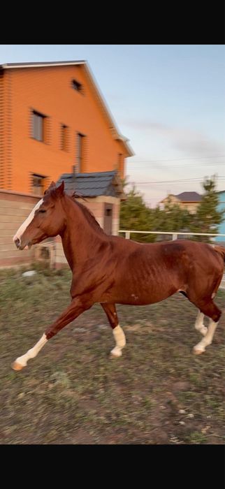 Айғыр сатылады/Продается жеребец