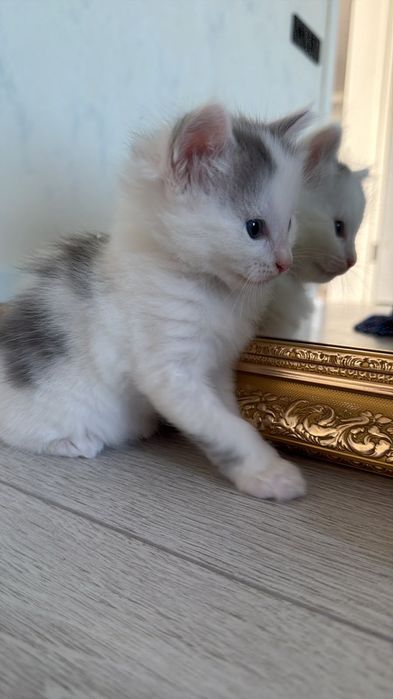 Котята в хорошие руки