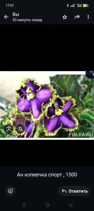 Продам сортовые фиалки