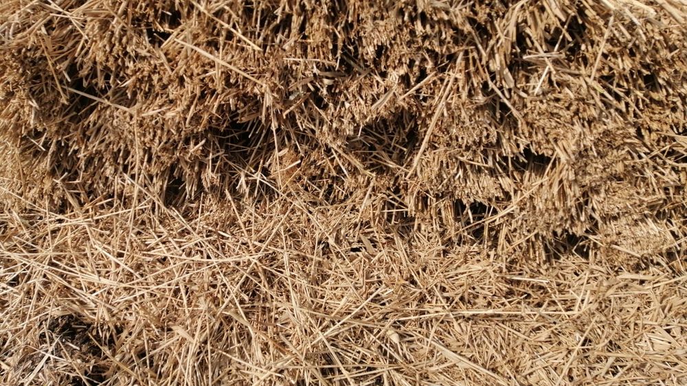 Maldari și snopi de stuf