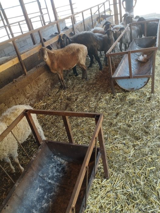 Продам баранов срачно