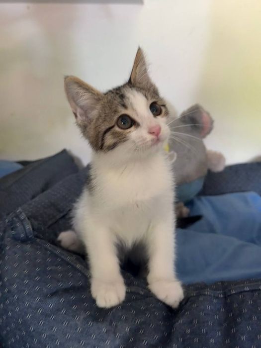 Котята в ответственные руки