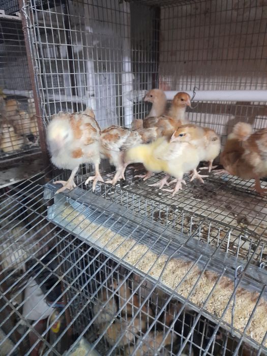 Vand pui toate roca 750g-15 cabir colorati450g-12