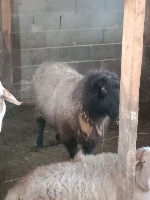 Бордакы жас саулыктар