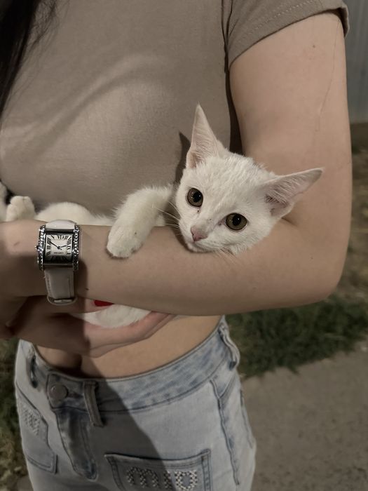 Котенок примерно 2-3 месяца