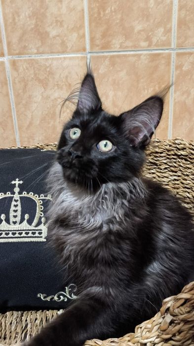 Black- ЧЁРНЫЕ мейн- кун Котята