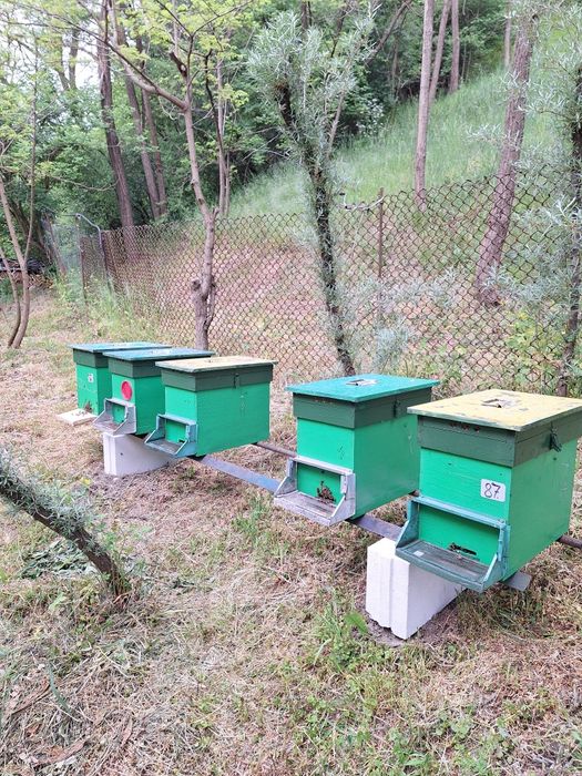 Vând roi albine, cu cutie și 6 rame - 5 bucăți