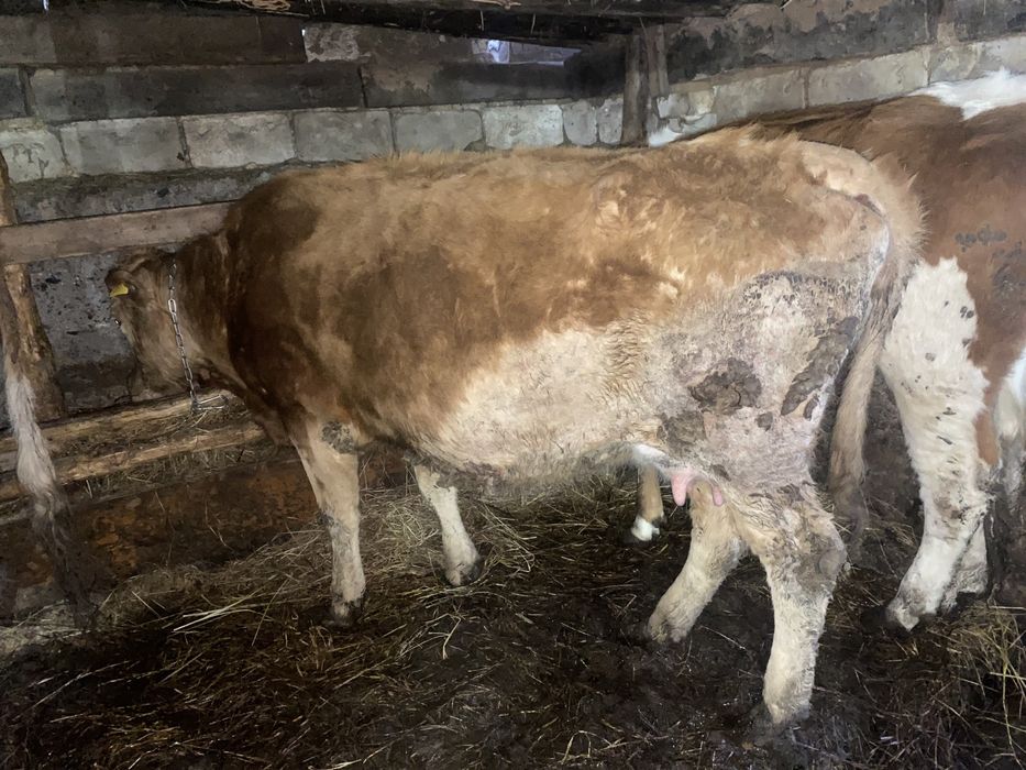 Продам Две коровы!