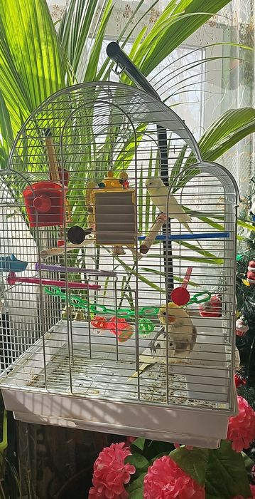 Продавам два папагала със клетката