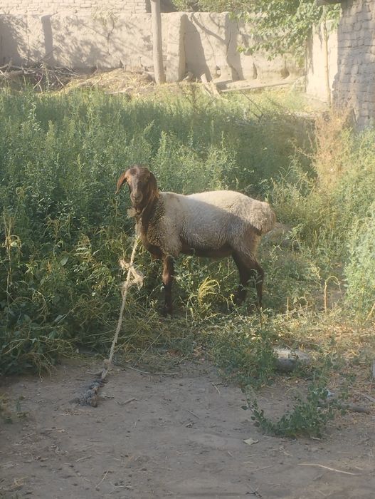 Mana shu quchqor sotiladi