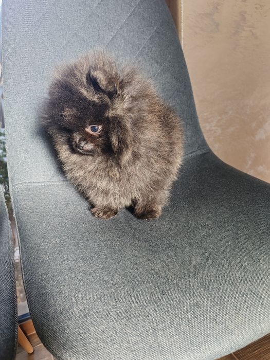 Померан мини  мъжки