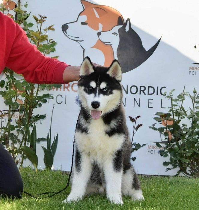Pui Husky siberian,parinti multipli campioni