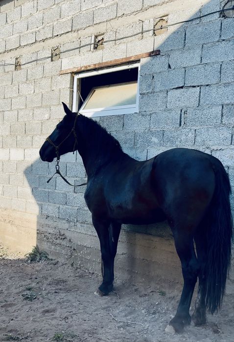 Продам Кобыла Трёх летка