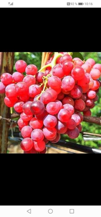 Butași de vită de vie de anul 2 și de anul 3