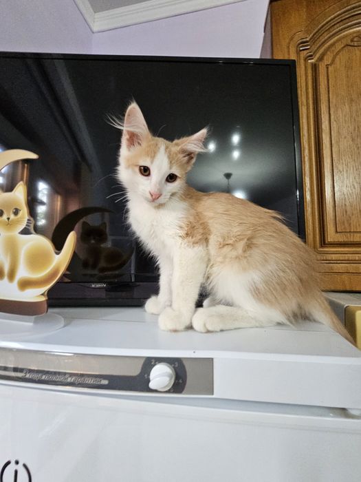 Котенок  мальчик)))